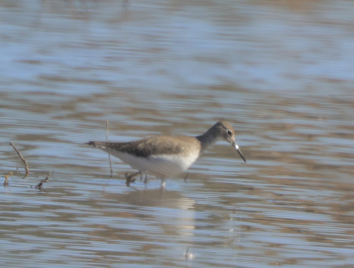 ביצנית בודדת - ML648975793