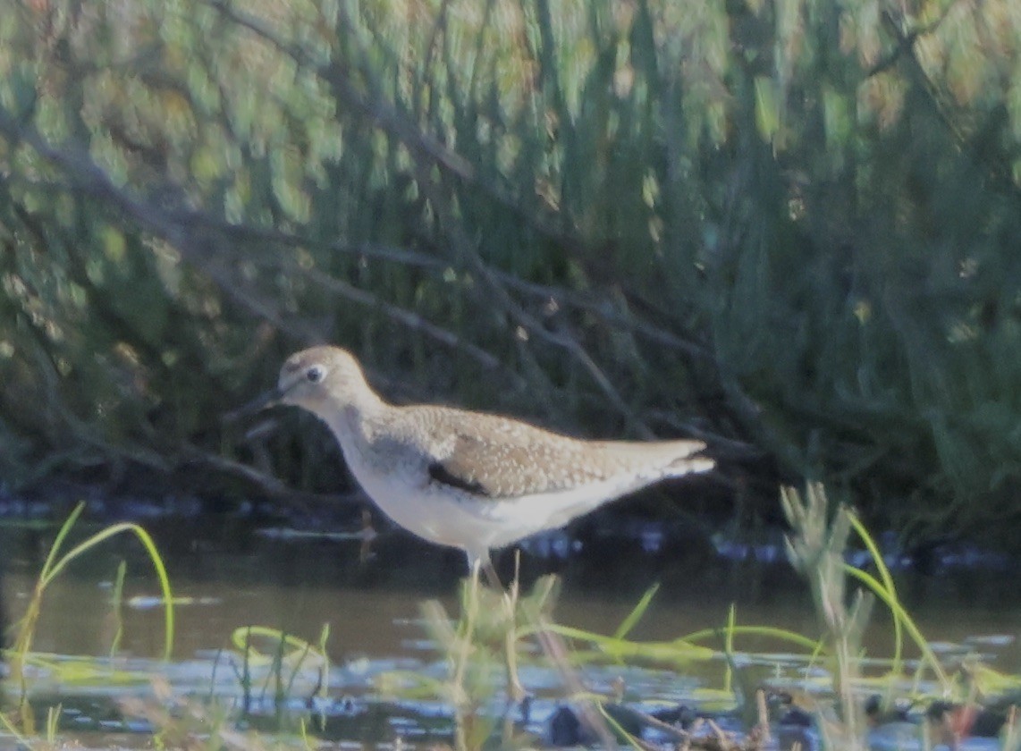 ביצנית בודדת - ML648975800