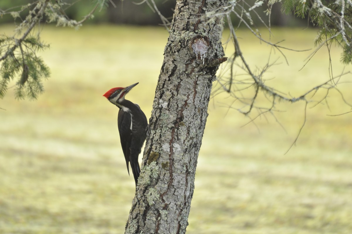 Pileated Woodpecker - ML648975984