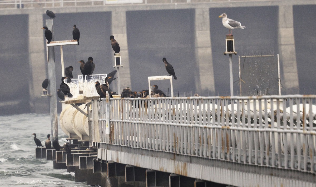 West- x Beringmöwe (Hybrid) - ML648975989