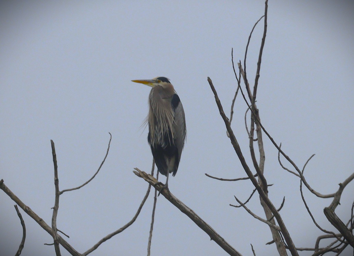 Kanadareiher - ML648976034