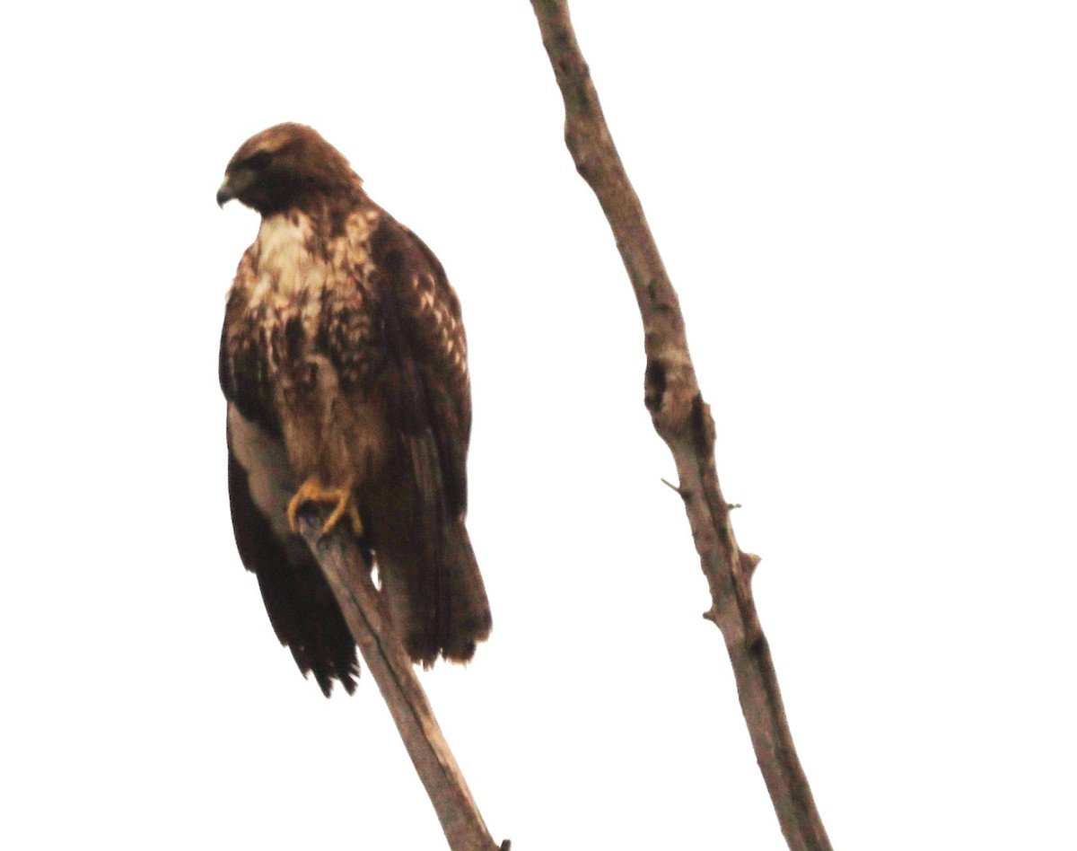 Rotschwanzbussard - ML648976075