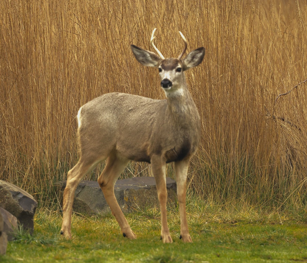 Maultierhirsch - ML648976109