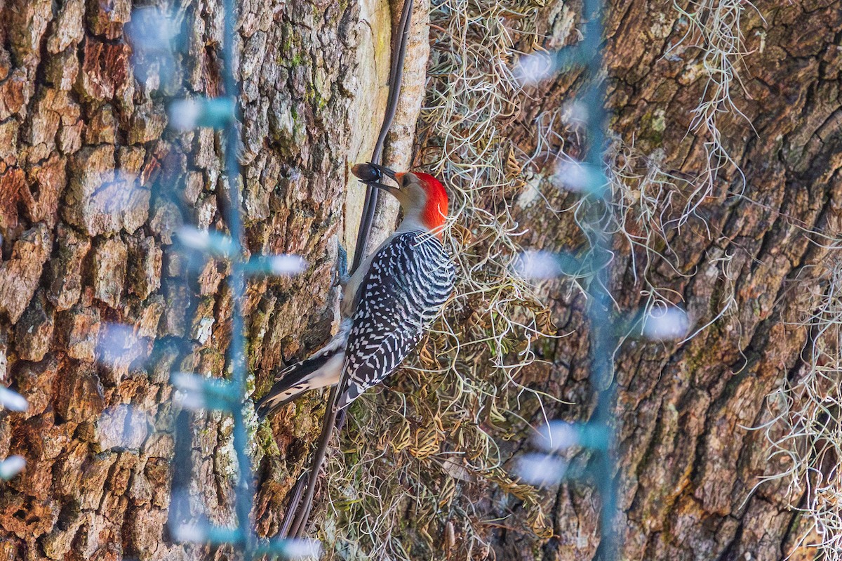 Red-bellied Woodpecker - ML648976125
