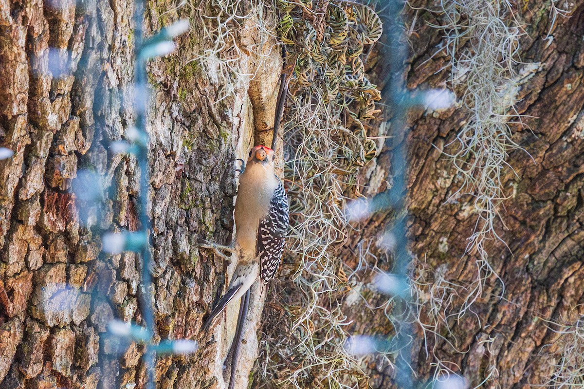 Red-bellied Woodpecker - ML648976185