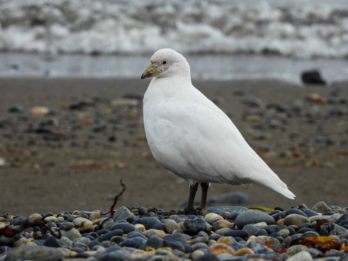 Snowy Sheathbill - ML648976236