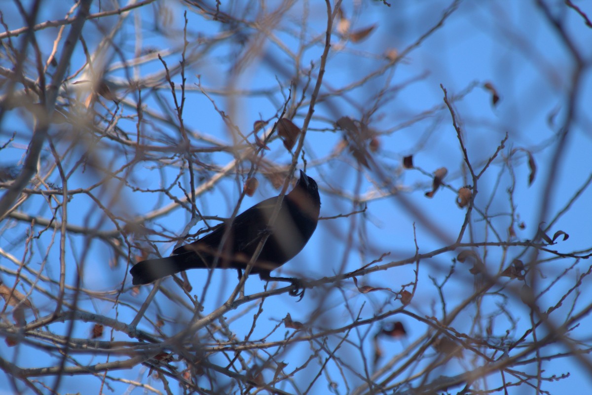 Red-winged Blackbird - ML648976269