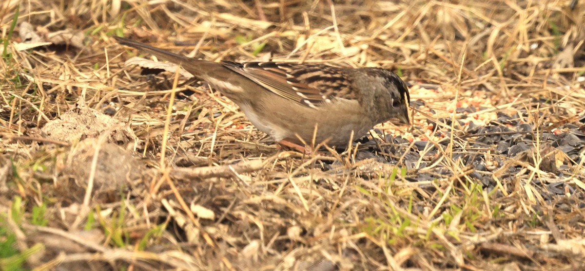 Kronenammer - ML648976448