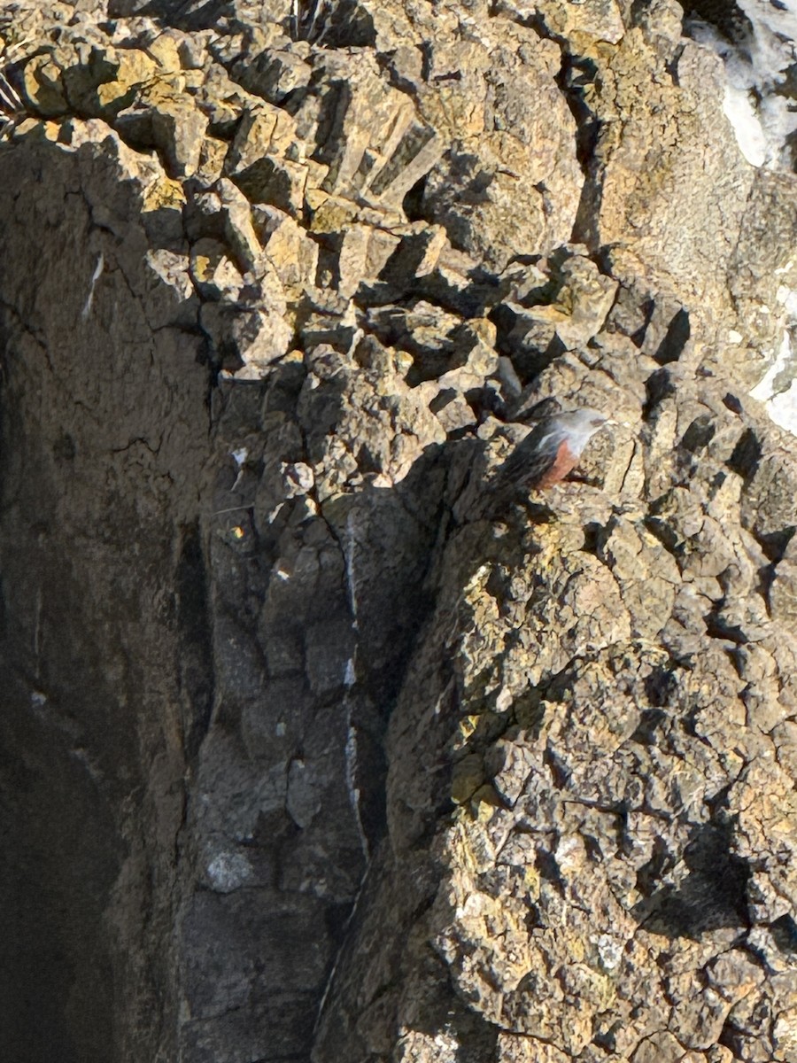 צוקית בודדת - ML648976478