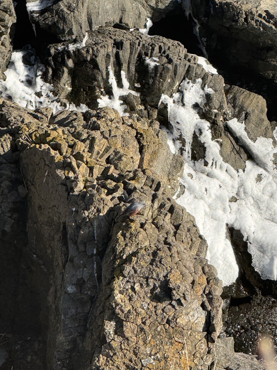 צוקית בודדת - ML648976479