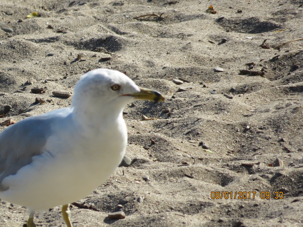 Ring-billed Gull - ML64897661