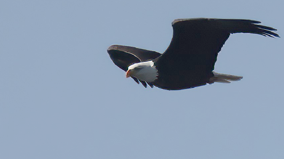 Pygargue à tête blanche - ML648976676