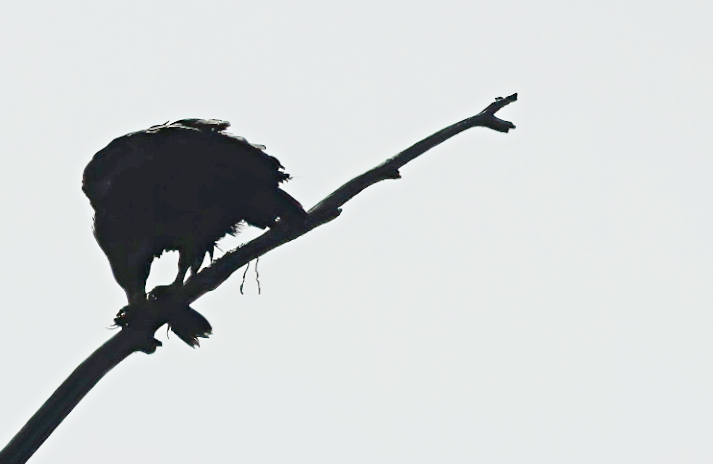 Pygargue à tête blanche - ML648976689