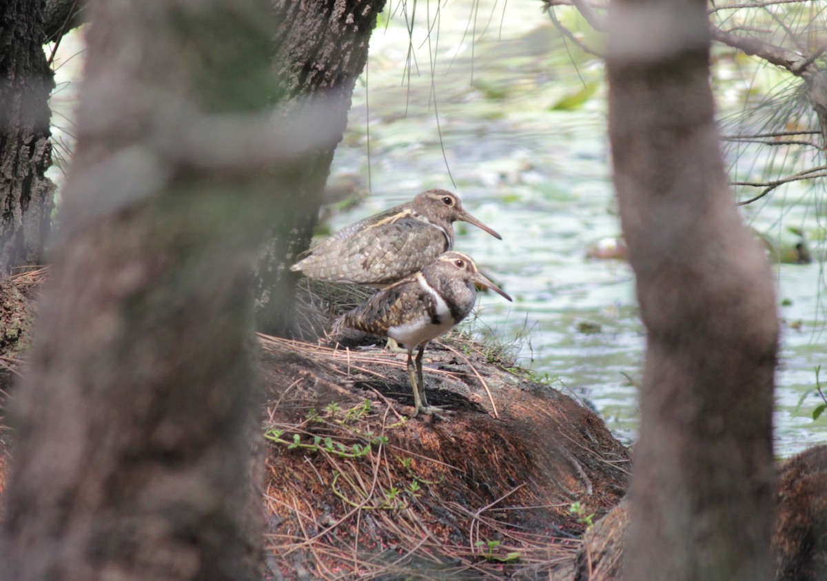 Australian Painted-Snipe - ML648976738