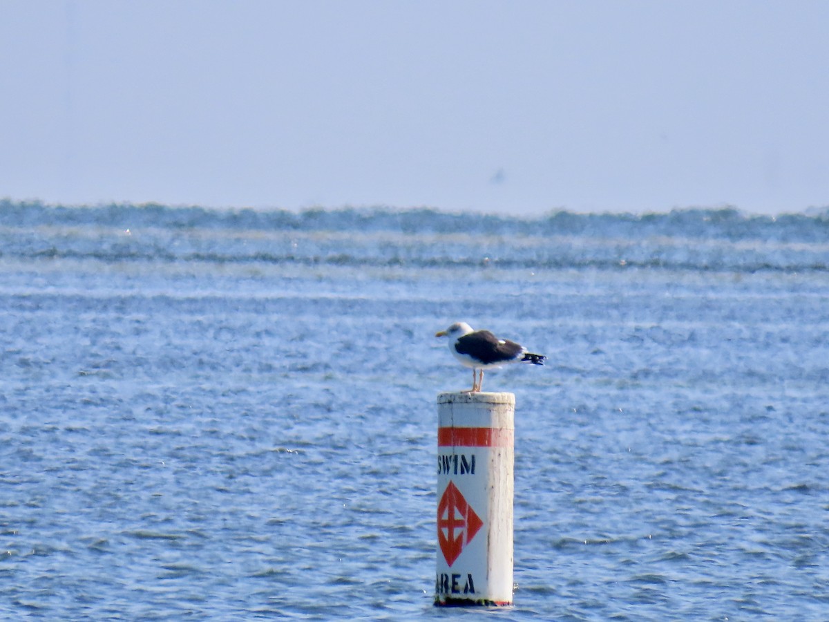Lesser Black-backed Gull (graellsii) - ML648977026