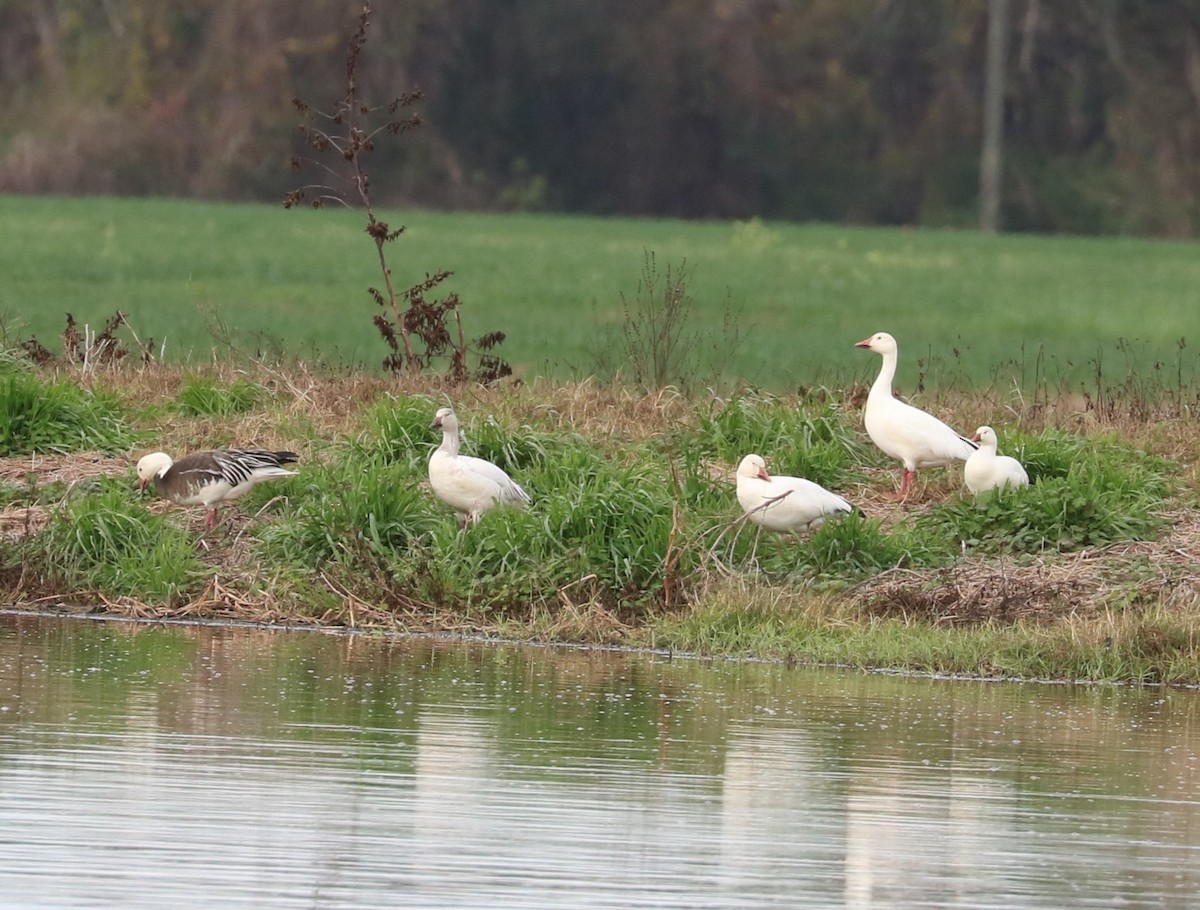 Snow Goose - ML648977027