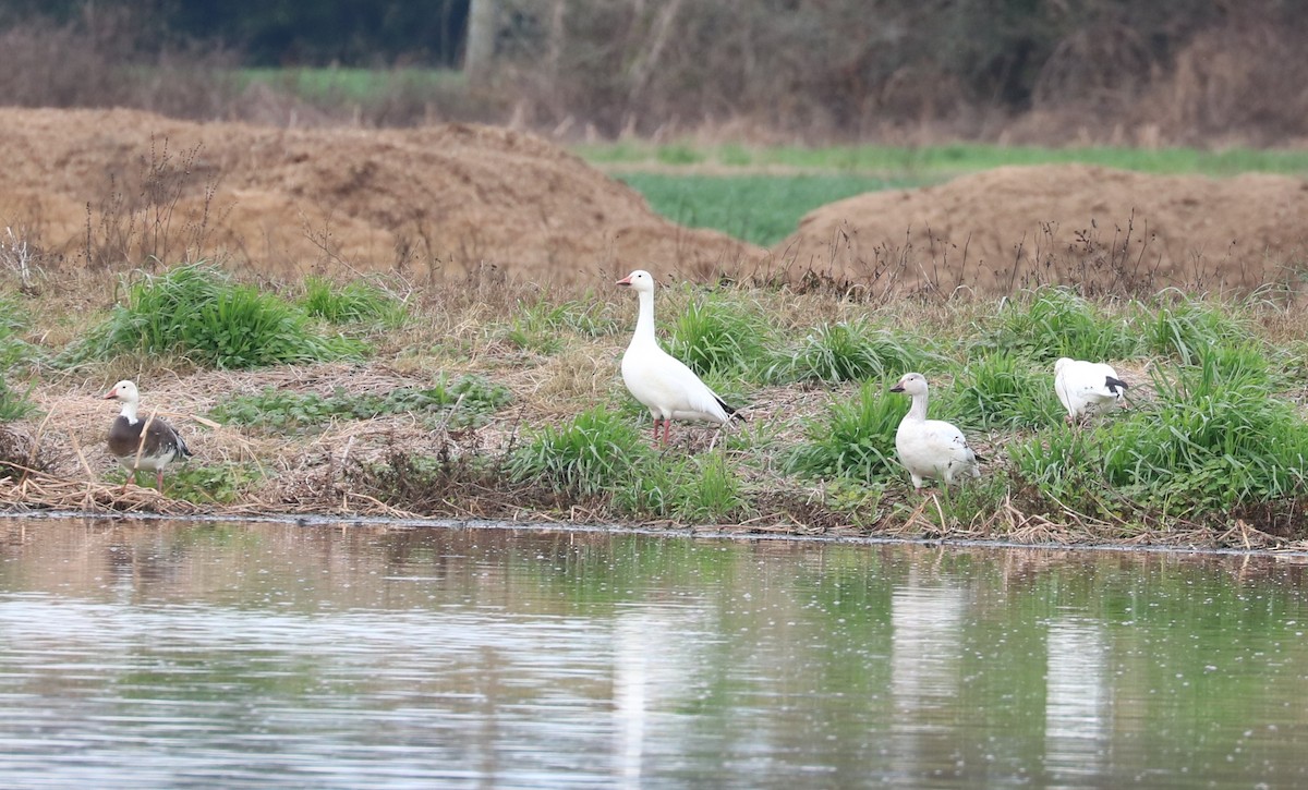 Snow Goose - ML648977028
