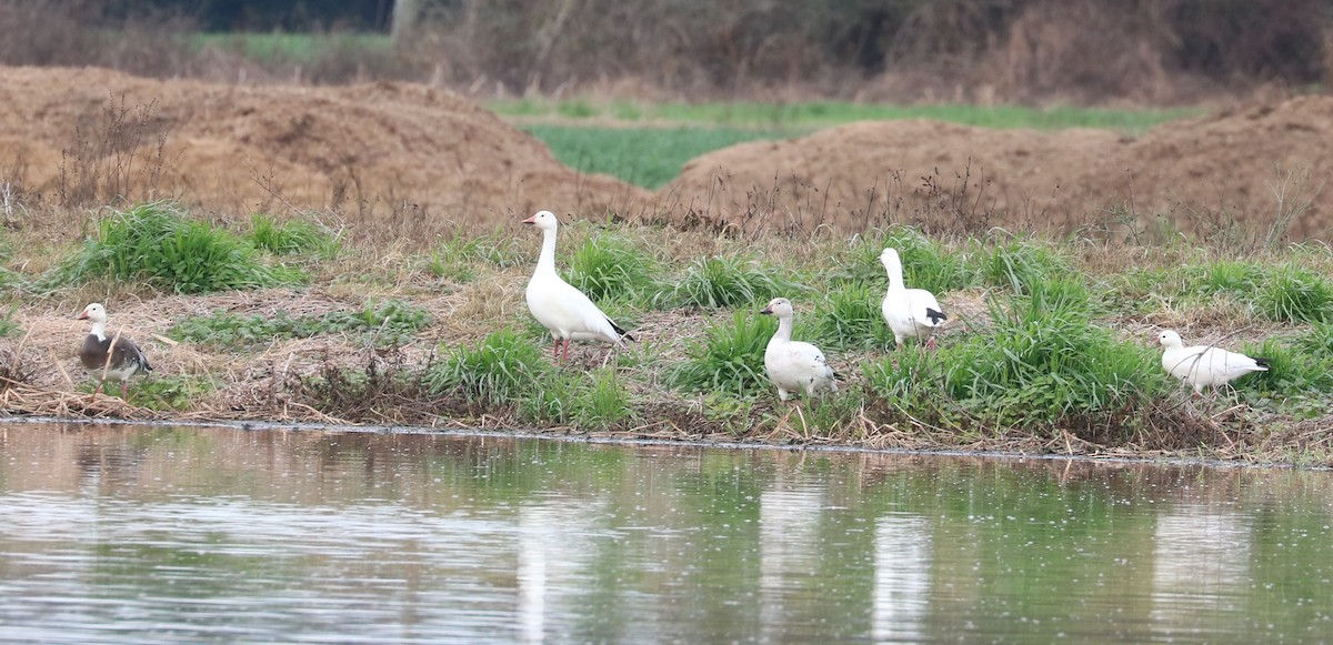 Snow Goose - ML648977030