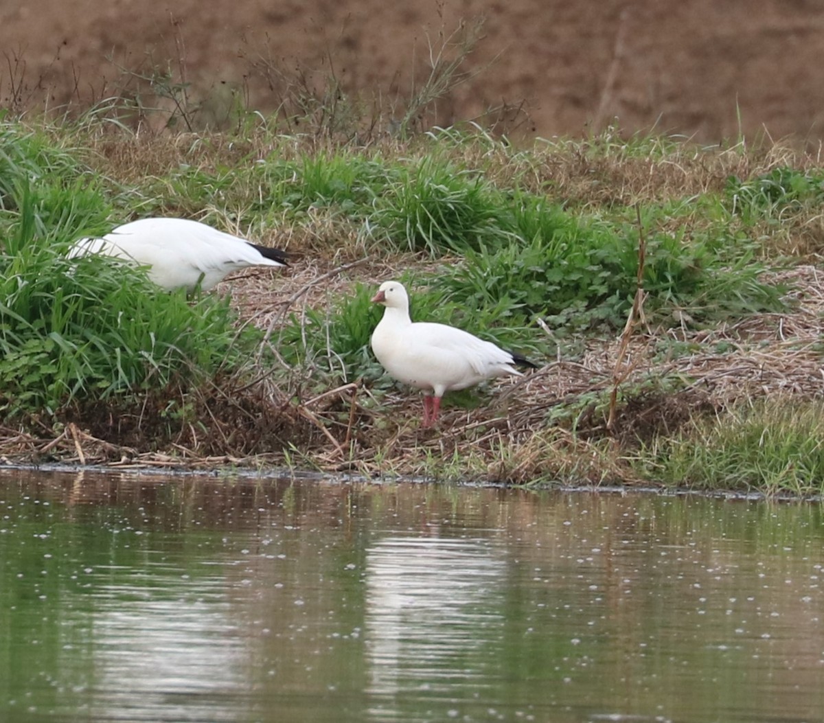 Ross's Goose - ML648977036