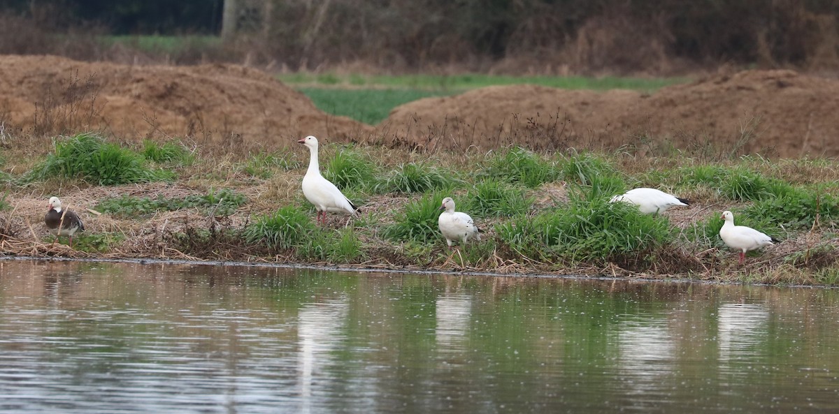 Ross's Goose - ML648977038