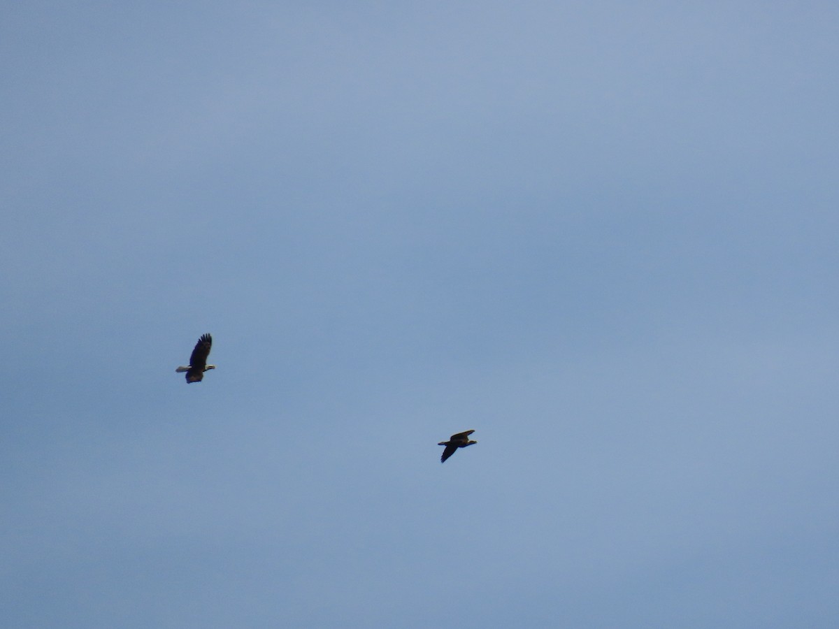 Pygargue à tête blanche - ML648977046