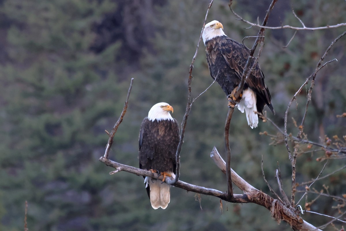 Pygargue à tête blanche - ML648977155