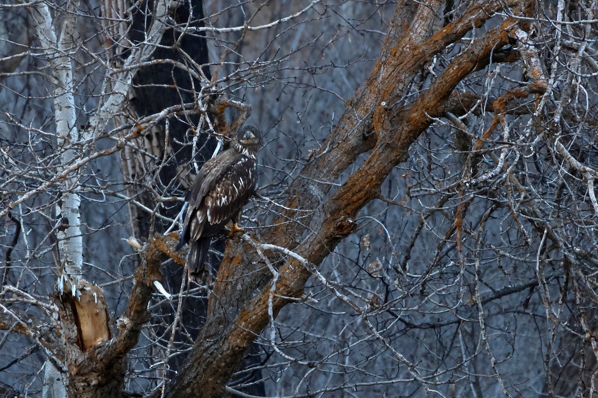 Pygargue à tête blanche - ML648977156
