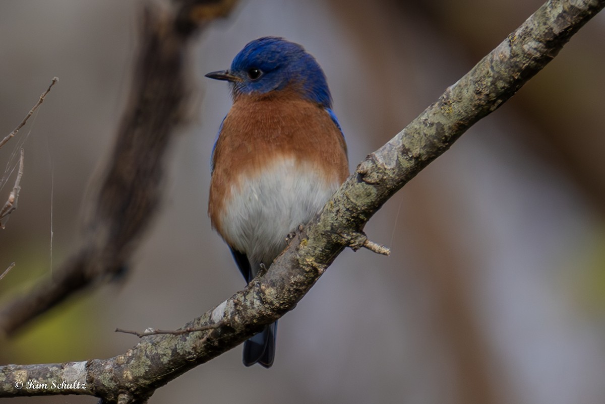 Azulejo Oriental - ML648977171