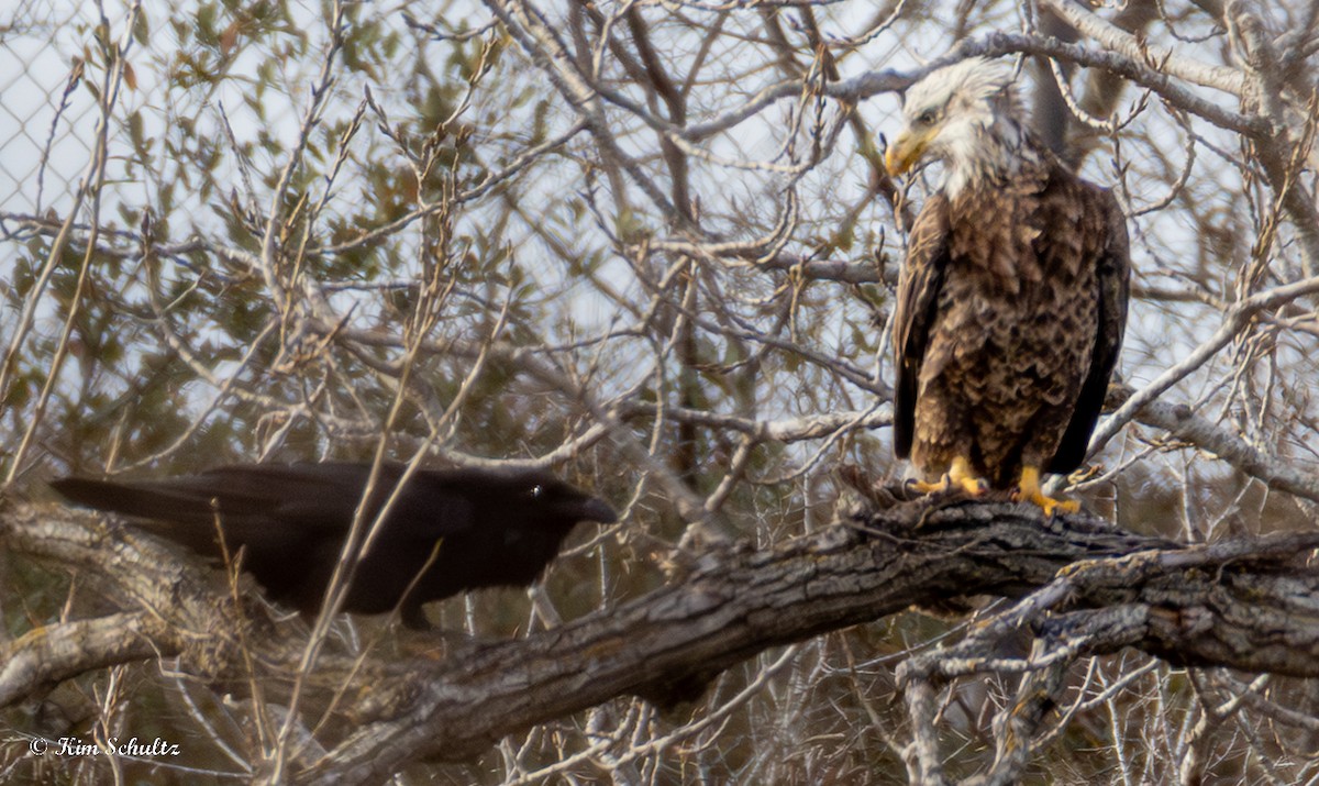 Pygargue à tête blanche - ML648977278