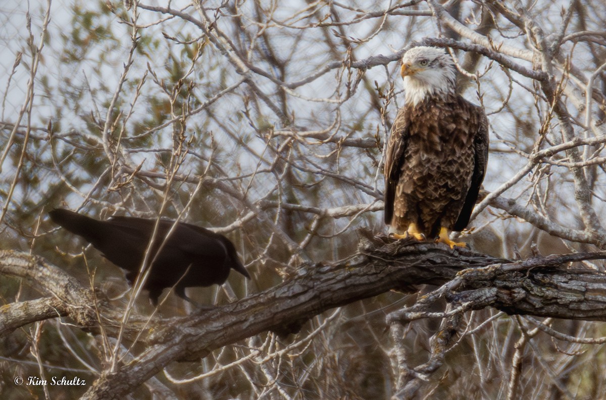 Pygargue à tête blanche - ML648977279