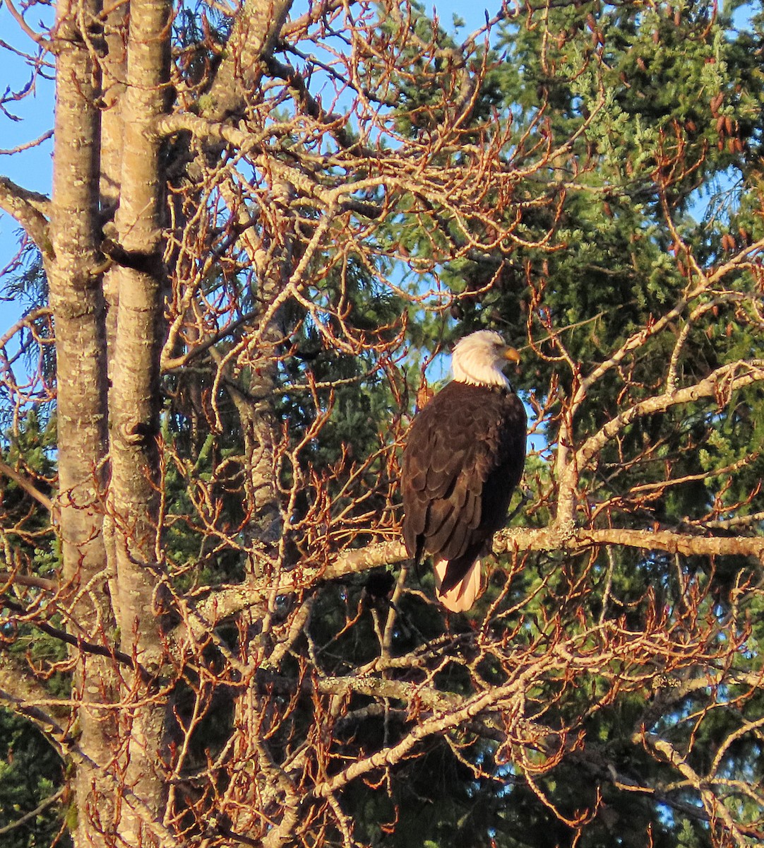 Pygargue à tête blanche - ML648977285