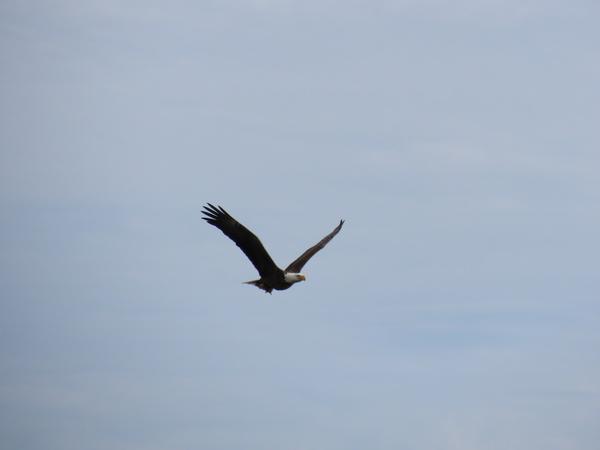 Pygargue à tête blanche - ML648977382