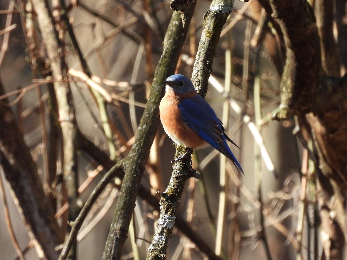 Azulejo Oriental - ML648977390