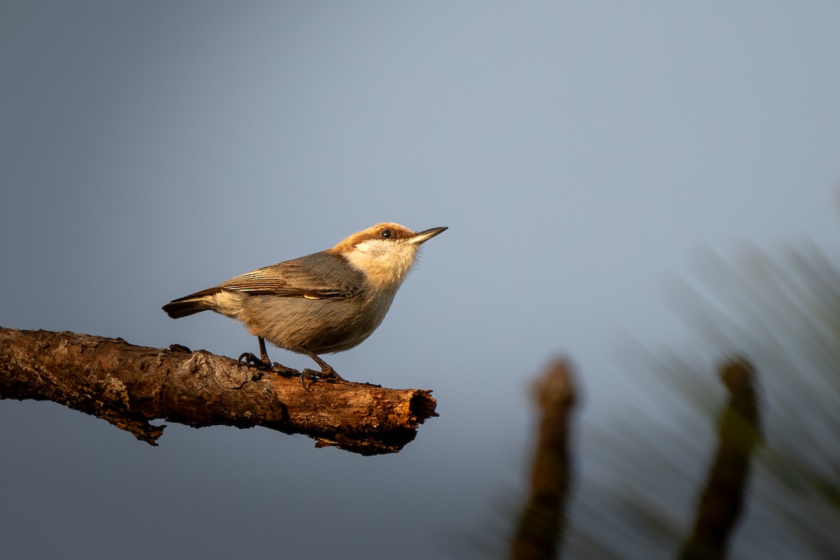 Brown-headed Nuthatch - ML648977391
