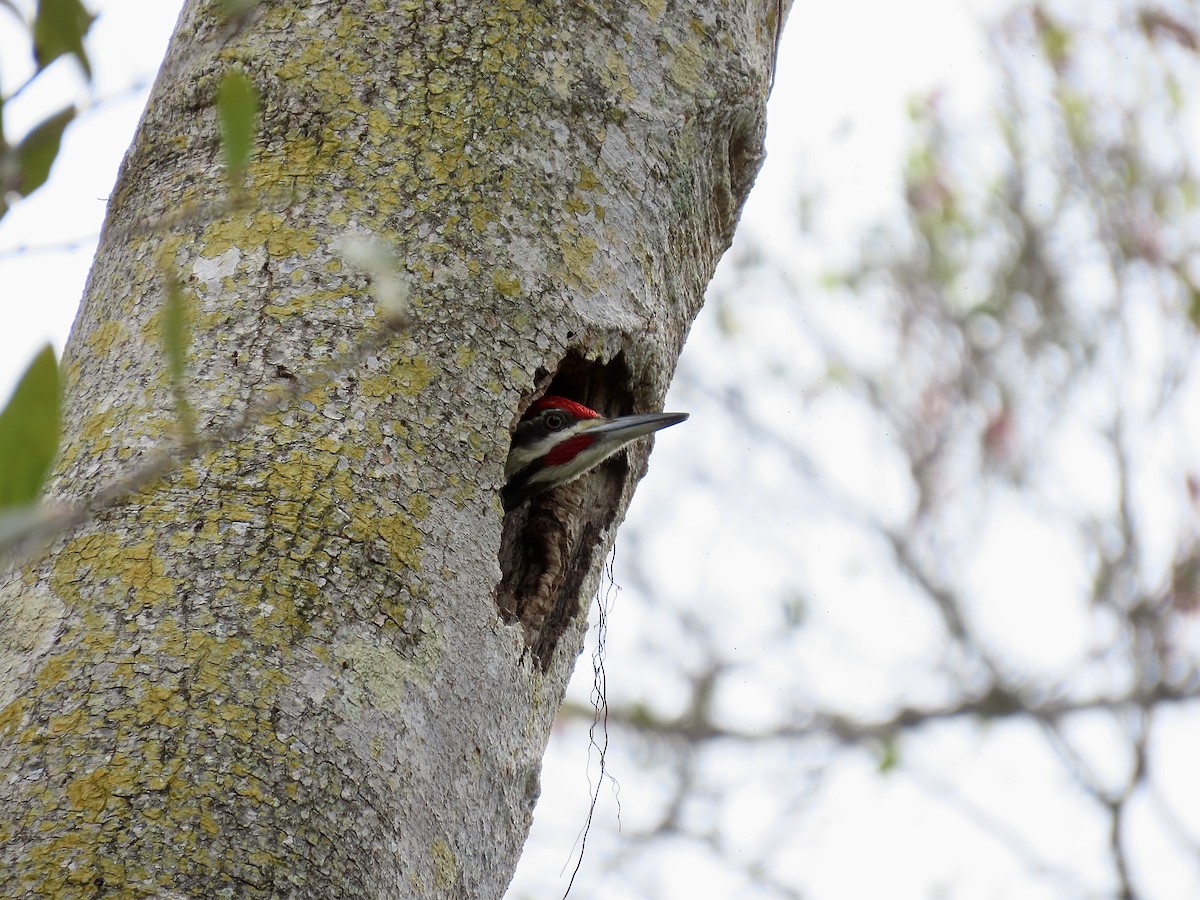 Pileated Woodpecker - ML648977404