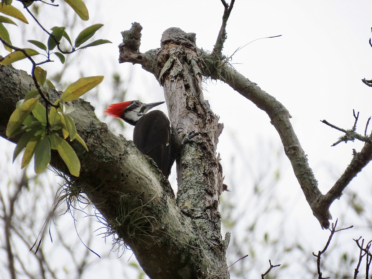 Pileated Woodpecker - ML648977405