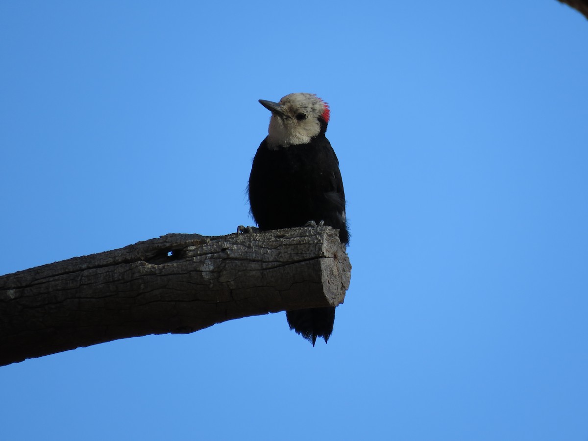 White-headed Woodpecker - ML64897751