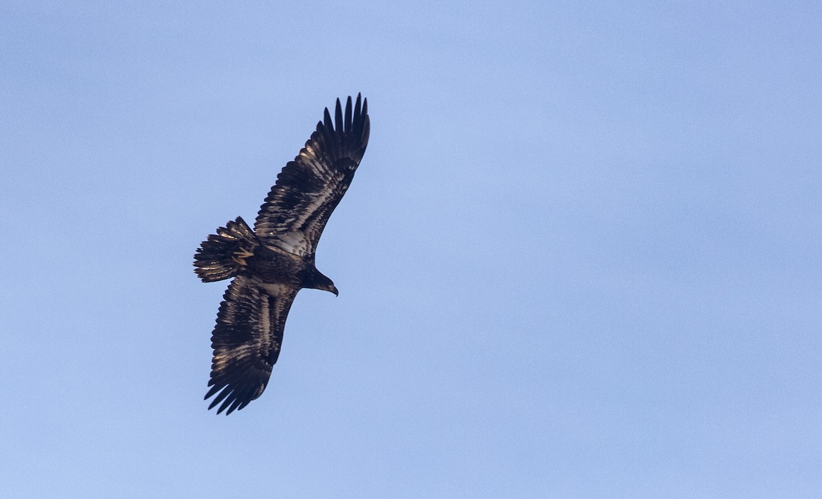 Pygargue à tête blanche - ML648977669