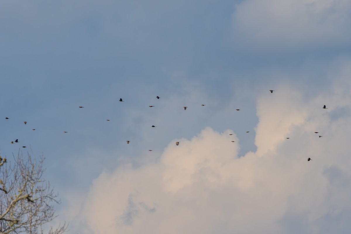 Red-winged Blackbird - ML648977687