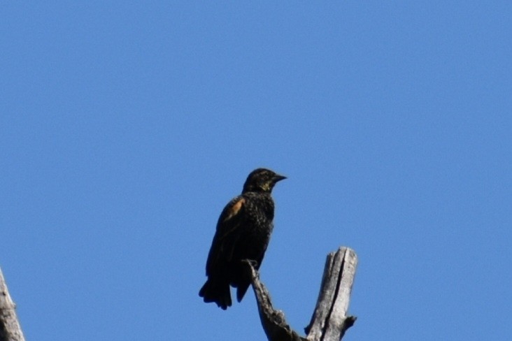 Red-winged Blackbird - ML648977753