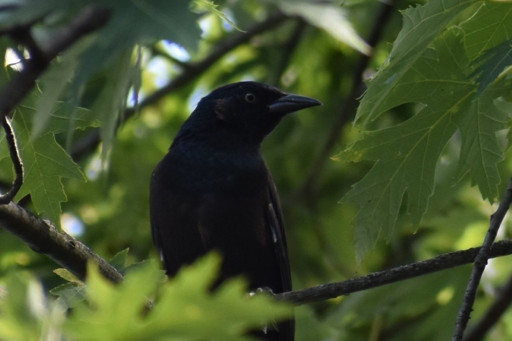 Common Grackle - ML648977755