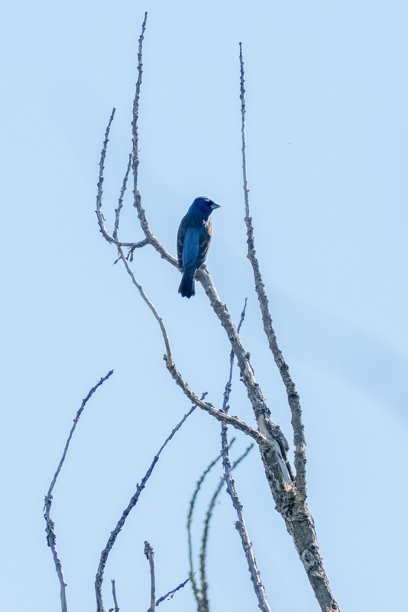 Blue Grosbeak - ML648977777