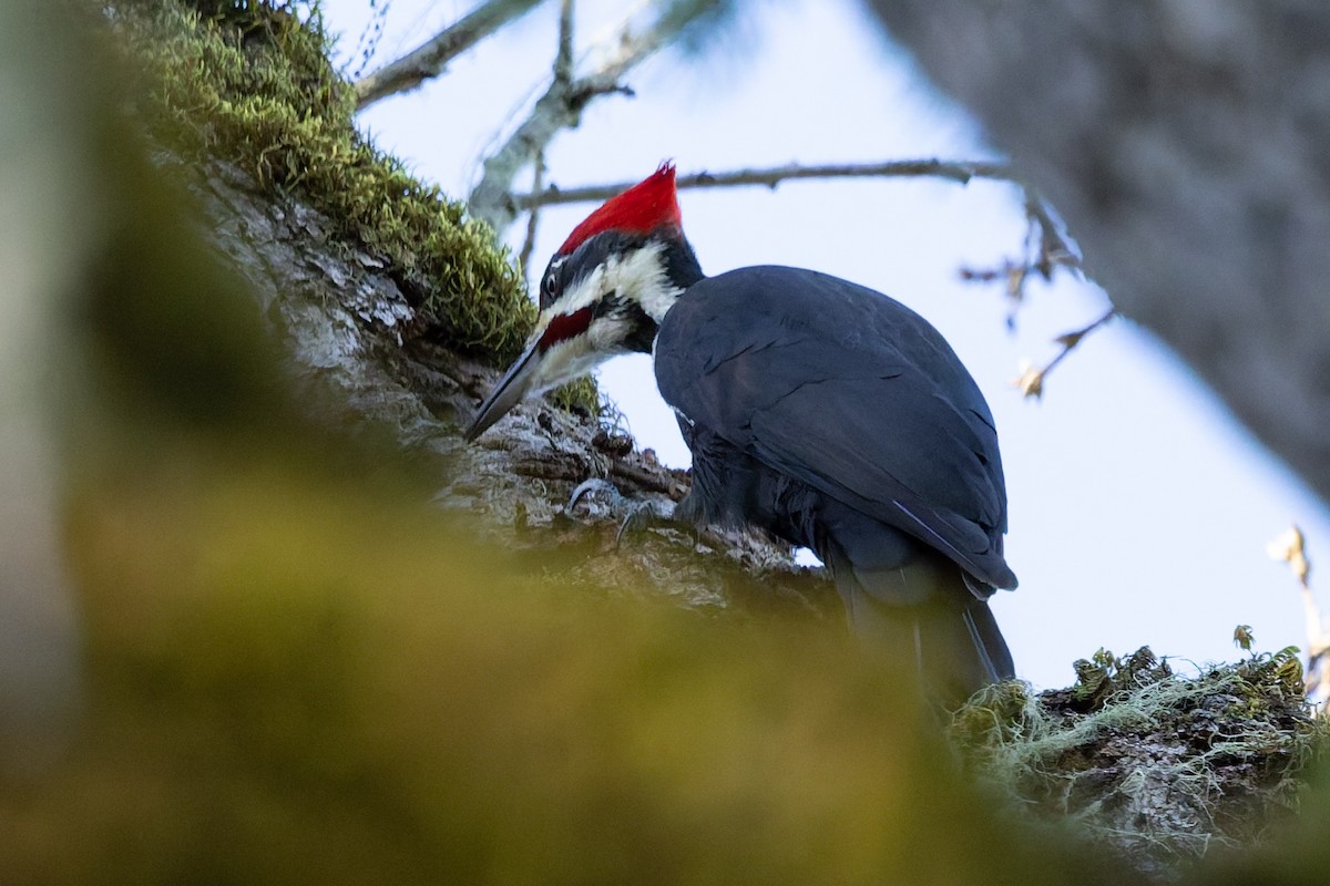 Pileated Woodpecker - ML648977788