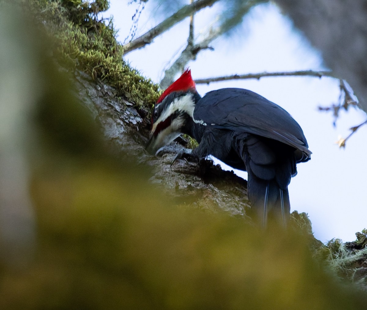 Pileated Woodpecker - ML648977789