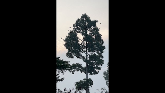 Дронго лірохвостий - ML648977854