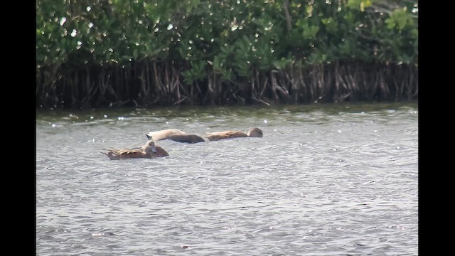 葡萄胸鴨 - ML648977857