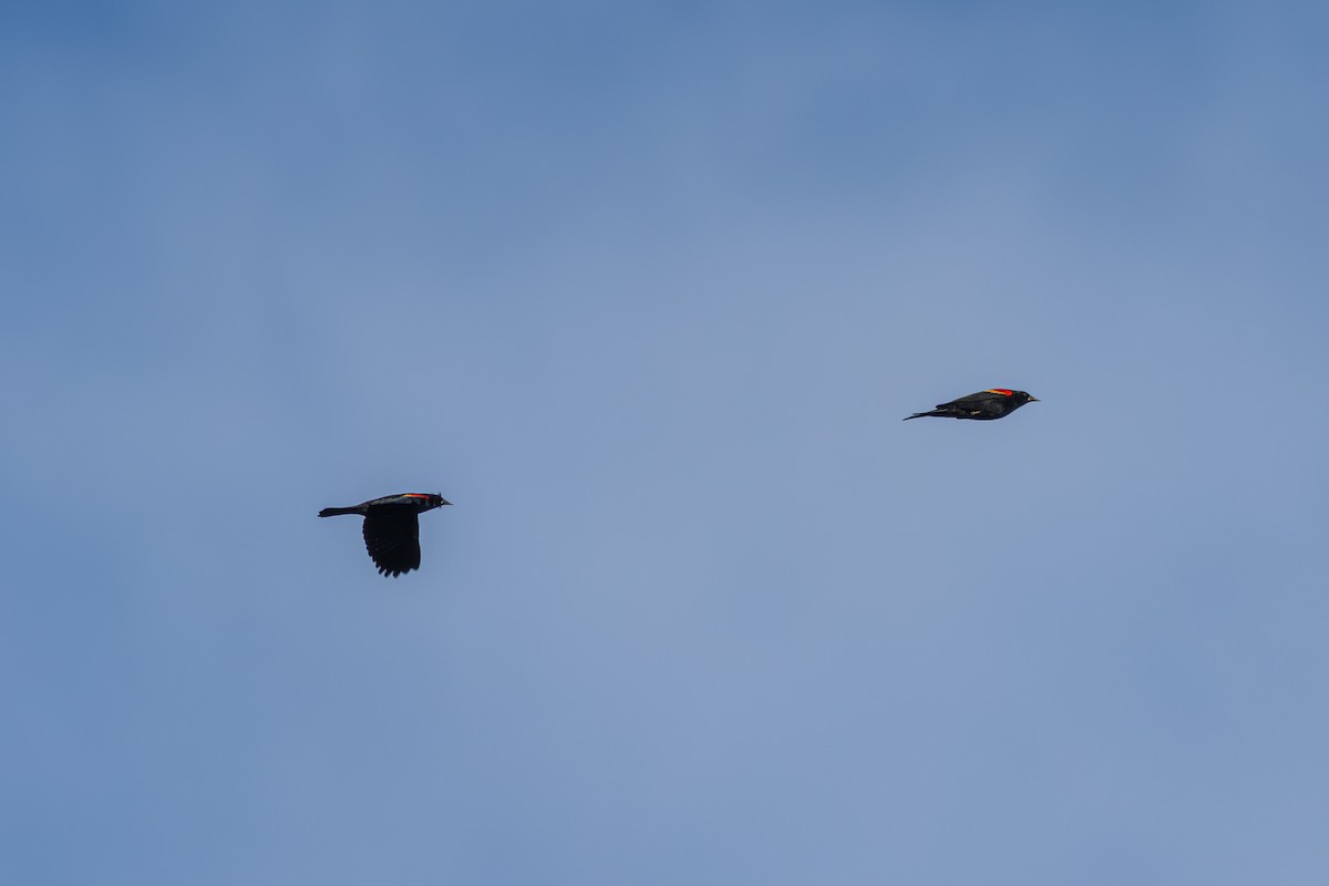 Red-winged Blackbird - ML648977956