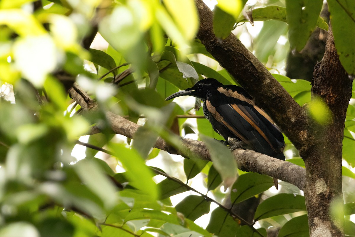 Magnificent Riflebird - ML648977967