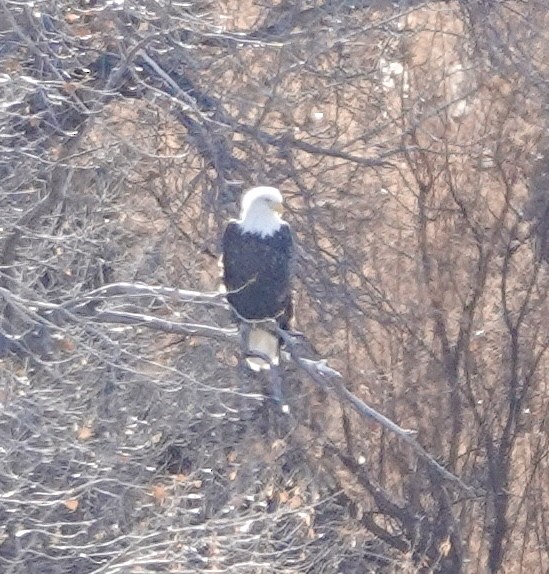 Pygargue à tête blanche - ML648978096