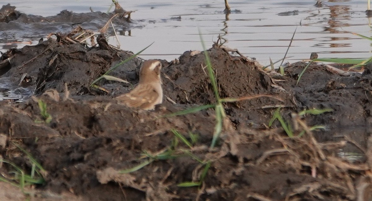 Moineau bridé - ML648978113